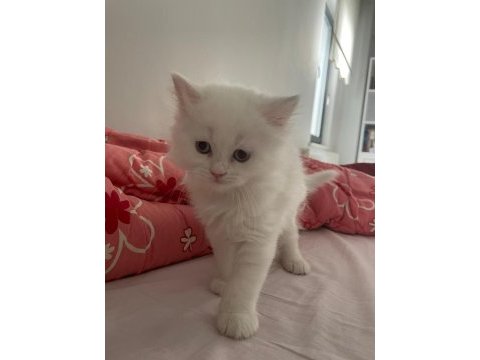 55 günlük dünya tatlısı kartopu british shorthair bebekler
