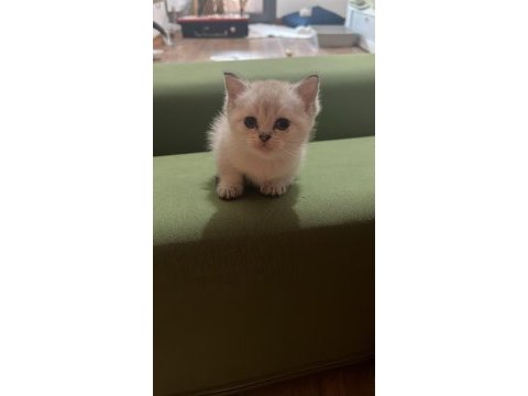 Efsane kalitede golden ve beyaz kodlu cins kedilerim