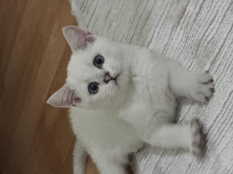 British shorthair beyaz erkek