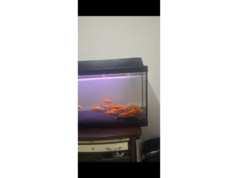 Japon koi balıkları