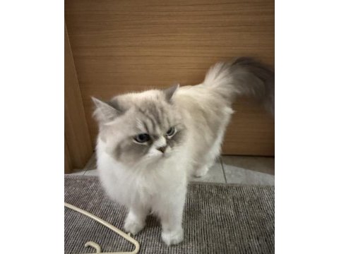 2 yaşında aşırı uysal ragdoll
