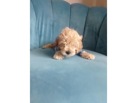 Erkek tuvalet eğitimli maltipoo