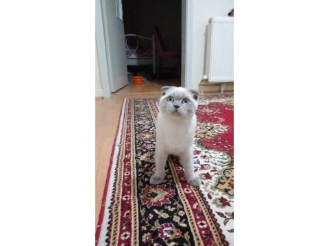 Cins kedimiz 4 aylık erkek scottish fold
