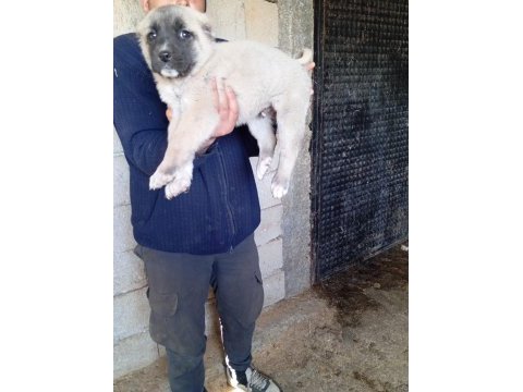 Sahibinden kangal yavruları