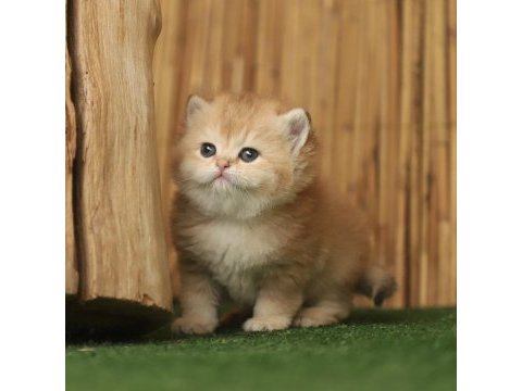 Anne baba şecereli safkan british shorthair erkek ve dişi