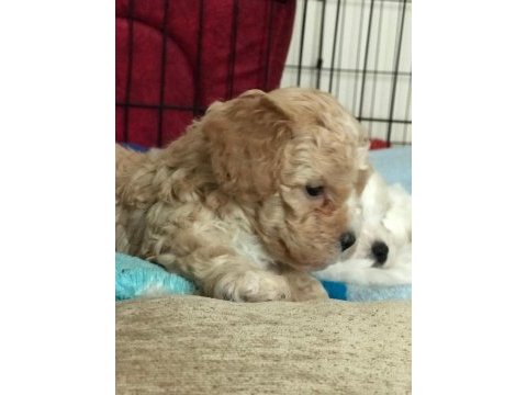 Kalite f1 maltipoo yavrular anne altından