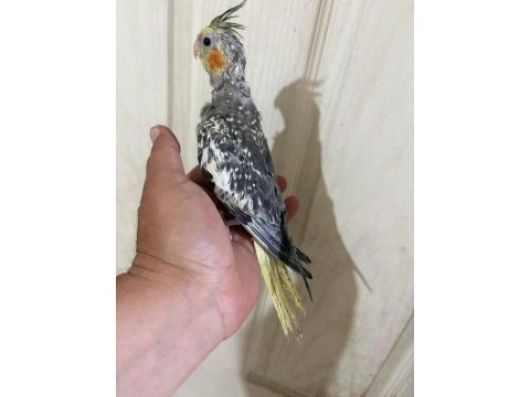 Tam 50 günlük kusursuz full evcil sultan bebek