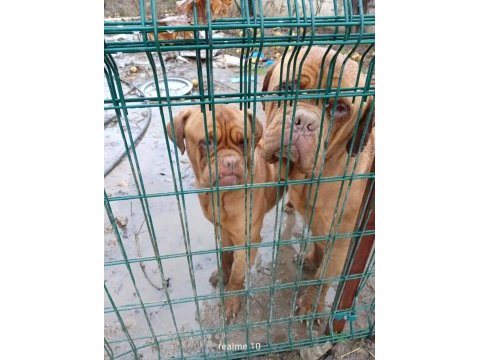 Messinin köpeği fransız mastiff