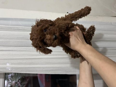 Toy poodle oğullarımız