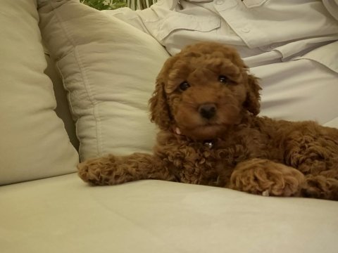 Toy poodle 50 günlük