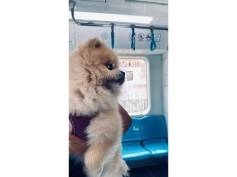 Pomeranian boo köpeğimiz