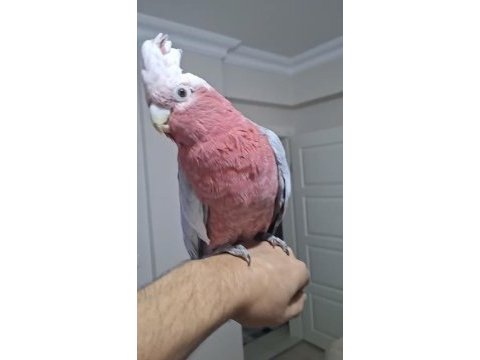 Gül kakadu 2 yaşında