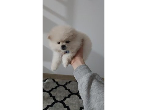Pomeranian beyaz 2.5 aylık erkek