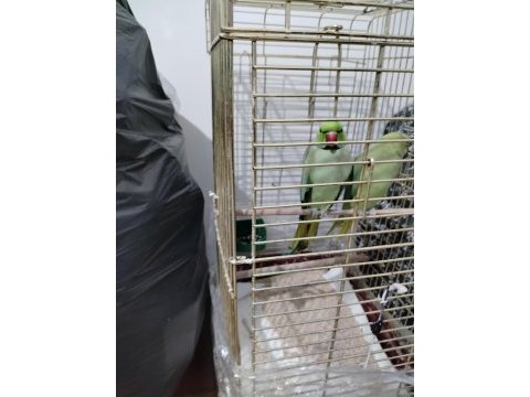 Takım eş pakistan papağanlar