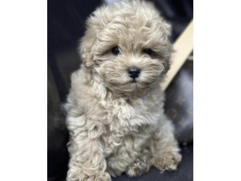 Maltipoo saf kan ırk