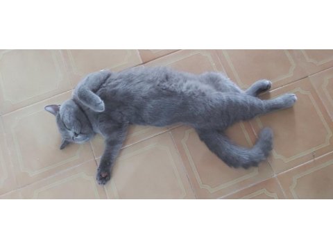 5 aylık yavru scottish fold