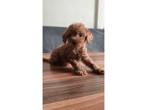 Teacup toy poodle yavrularımız
