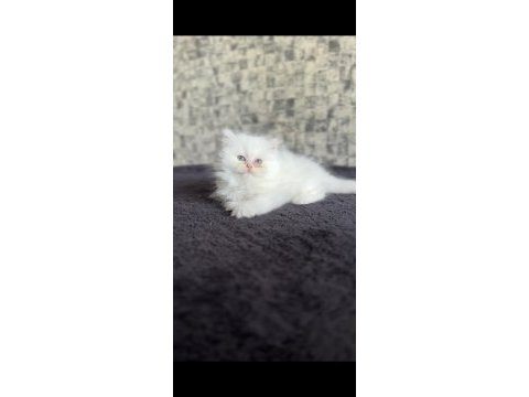 British longhair disi