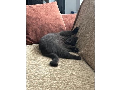 Alerjiden dolayı sahiplendirilecek british shorthair