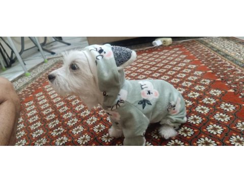 Akıl küpü tatlı terrier kızımız liaa