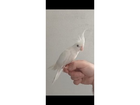 Evcil oyun hamuru sultan papağanı