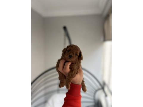 Red toy poodle