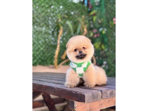 Teacup oranj pomeranian boo miniğimiz