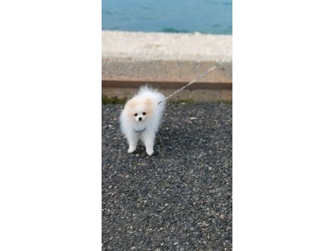 Pomeranian boo köpeğimiz