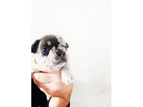 Aşılı karneli ırk garantili fransız bulldog