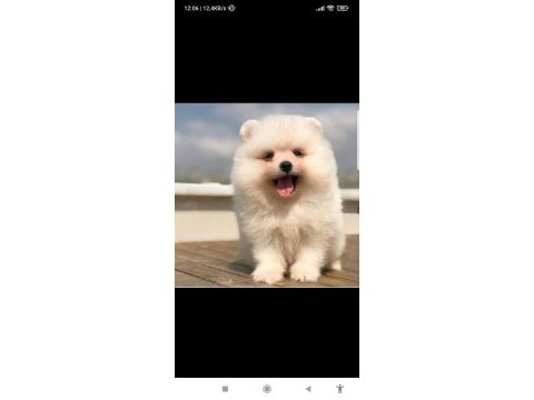 Ayı surat pomeranian