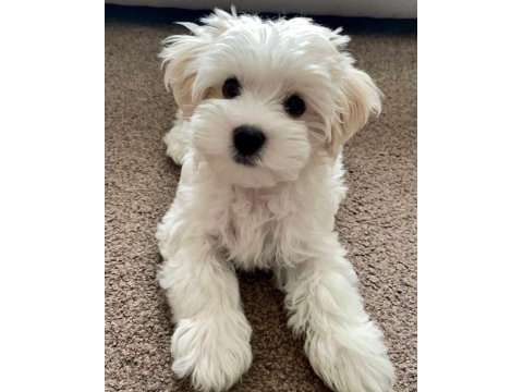 Maltipoo yavrular acık ve esmer renk çeşitleri