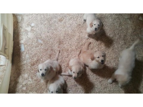Bebek yüzlü bebek gibi golden retriever