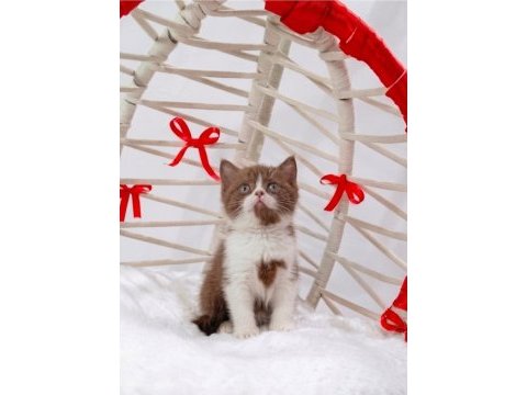 A kalite eşsiz güzellikte cinnamon bicolor british shorthair