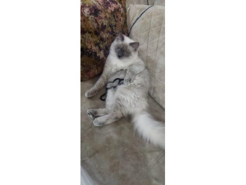 Siyam kedisi oğlumuza sıcak bir yuva arıyoruz