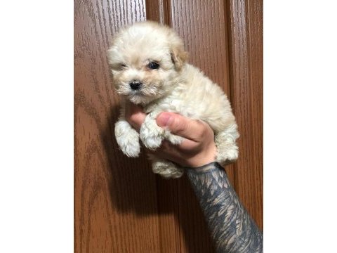 Orjinal sağlık garantili maltipoo bebeklerimiz