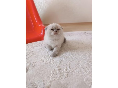 Scottish fold yeni yuvamızı arıyoruz