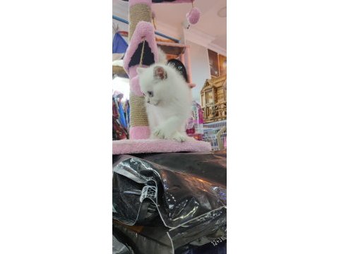 British shorthair blue point