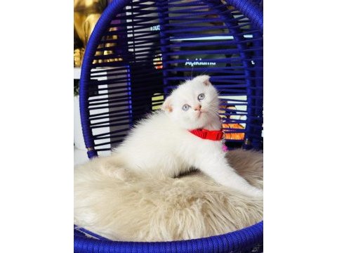 Scottish fold blue point