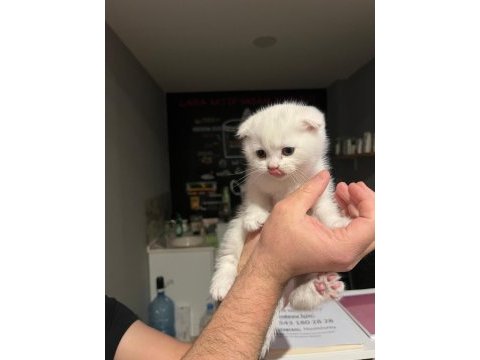 Böyle güzel kediyi daha önce hiç gelmedi!