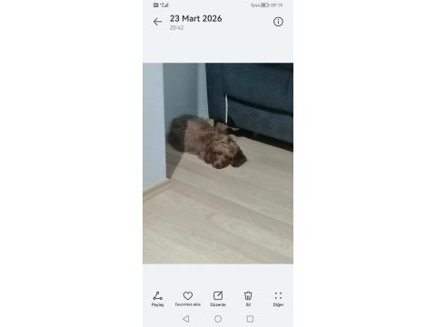 Cocker ve poodle kırması 4 aylık erkek sıcak yuva arıyorum
