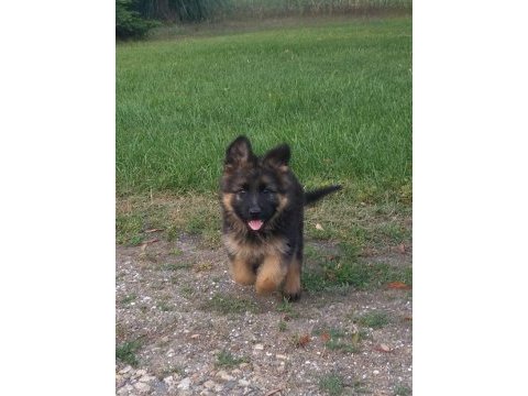 K9 alman kurdu yavrularımız