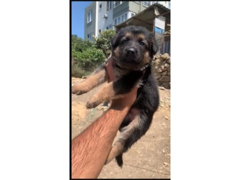 Orjinal alman çoban köpeği (alman kurdu) yavrusu