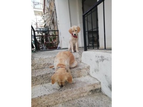 6 aylık dişi golden retriever