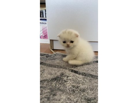 50 günlük scottish fold yavrularımıza yeni yuva arıyoruz