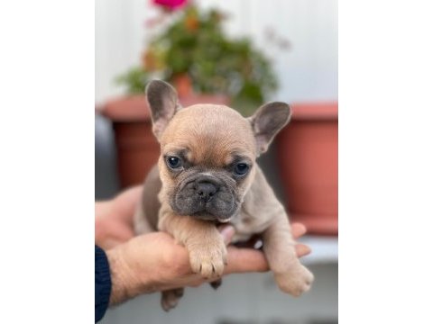 Üst kalite french bulldog yavrularım teslime hazır