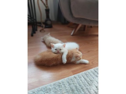 2 adet exotic shorthair yavrumuz yuva arıyor