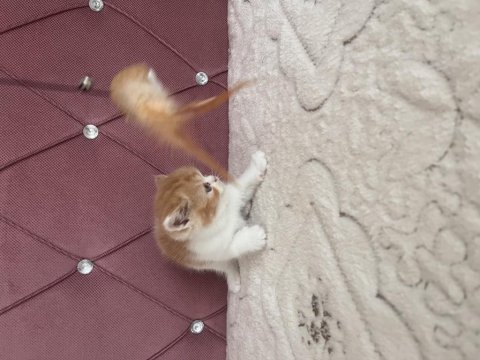 Ev ortamında doğdu kedimiz
