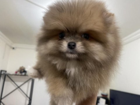 Ankarada yasal ruhsatlı çiftlikten pomeranian