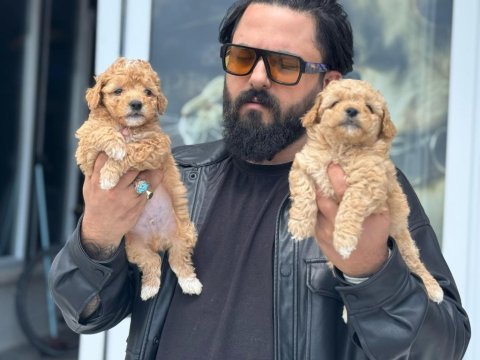 Gerçek bir maltipoo almak istiyorsanız doğru adres 