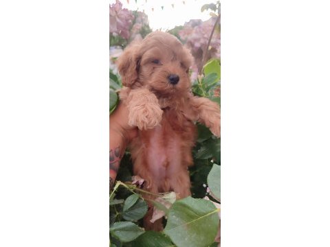 Maltipoo dizayn güzellikler